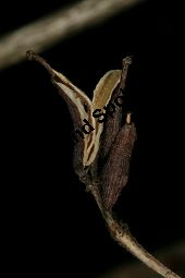 Liebliche Weigelie, Weigela florida Kauf von 06692_weigela_florida_img_6975.jpg