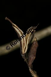 Liebliche Weigelie, Weigela florida Kauf von 06692_weigela_florida_img_6976.jpg