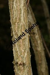 Liebliche Weigelie, Weigela florida Kauf von 06692_weigela_florida_img_6977.jpg