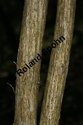 Liebliche Weigelie, Weigela florida Kauf von 06692_weigela_florida_img_6978.jpg