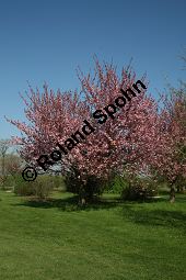 Grannen-Kirsche 'Kanzan', Japanische Blüten-Kirsche 'Kanzan', Prunus serrulata 'Kanzan' Kauf von 06696_prunus_serrulata_kanzan_img_7390.jpg