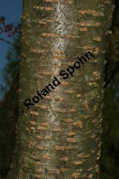 Grannen-Kirsche 'Kanzan', Japanische Blüten-Kirsche 'Kanzan', Prunus serrulata 'Kanzan' Kauf von 06696_prunus_serrulata_kanzan_img_7393.jpg