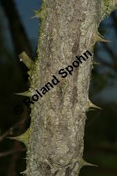 Apfel-Rose, Rosa villosa Kauf von 06697_rosa_villosa_img_7394.jpg