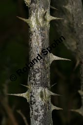 Apfel-Rose, Rosa villosa Kauf von 06697_rosa_villosa_img_7395.jpg