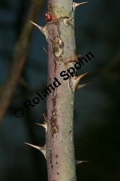 Apfel-Rose, Rosa villosa Kauf von 06697_rosa_villosa_img_7396.jpg