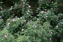 Apfel-Rose, Rosa villosa Kauf von 06697_rosa_villosa_img_8731.jpg