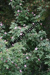 Apfel-Rose, Rosa villosa Kauf von 06697_rosa_villosa_img_8732.jpg