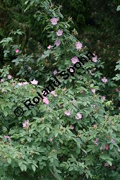 Apfel-Rose, Rosa villosa Kauf von 06697_rosa_villosa_img_8733.jpg