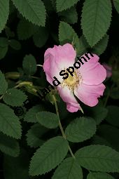 Apfel-Rose, Rosa villosa Kauf von 06697_rosa_villosa_img_8736.jpg