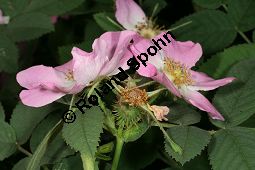 Apfel-Rose, Rosa villosa Kauf von 06697_rosa_villosa_img_8741.jpg