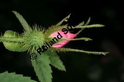 Apfel-Rose, Rosa villosa Kauf von 06697_rosa_villosa_img_8742.jpg