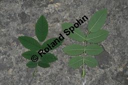 Apfel-Rose, Rosa villosa Kauf von 06697_rosa_villosa_img_8743.jpg