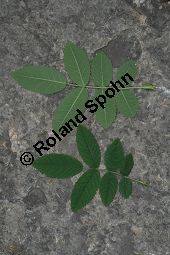 Apfel-Rose, Rosa villosa Kauf von 06697_rosa_villosa_img_8744.jpg