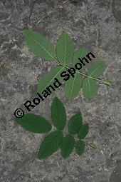 Apfel-Rose, Rosa villosa Kauf von 06697_rosa_villosa_img_8745.jpg