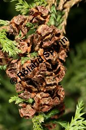 Erbsenfrüchtige Scheinzypresse 'Plumosa', Sawara-Scheinzypresse 'Plumosa', Chamaecyparis pisifera 'Plumosa' Kauf von 06699_chamaecyparis_pisifera_plumosa_img_7448.jpg