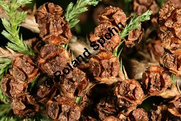 Erbsenfrüchtige Scheinzypresse 'Plumosa', Sawara-Scheinzypresse 'Plumosa', Chamaecyparis pisifera 'Plumosa' Kauf von 06699_chamaecyparis_pisifera_plumosa_img_7449.jpg