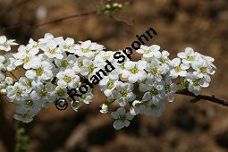 Braut-Spierstrauch, Spitzblättriger Spierstrauch, Spiraea arguta, Spiraea x arguta Kauf von 06700_spiraea_arguta_img_7563.jpg