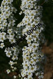 Braut-Spierstrauch, Spitzblättriger Spierstrauch, Spiraea arguta, Spiraea x arguta Kauf von 06700_spiraea_arguta_img_7564.jpg
