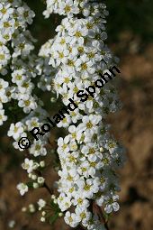 Braut-Spierstrauch, Spitzblättriger Spierstrauch, Spiraea arguta, Spiraea x arguta Kauf von 06700_spiraea_arguta_img_7566.jpg