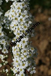 Braut-Spierstrauch, Spitzblättriger Spierstrauch, Spiraea arguta, Spiraea x arguta Kauf von 06700_spiraea_arguta_img_7567.jpg