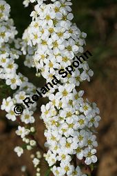 Braut-Spierstrauch, Spitzblättriger Spierstrauch, Spiraea arguta, Spiraea x arguta Kauf von 06700_spiraea_arguta_img_7568.jpg