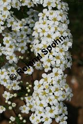 Braut-Spierstrauch, Spitzblättriger Spierstrauch, Spiraea arguta, Spiraea x arguta Kauf von 06700_spiraea_arguta_img_7569.jpg