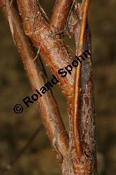 Braut-Spierstrauch, Spitzblättriger Spierstrauch, Spiraea arguta, Spiraea x arguta Kauf von 06700_spiraea_arguta_img_7571.jpg