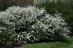 Braut-Spierstrauch, Spitzblättriger Spierstrauch, Spiraea arguta, Spiraea x arguta Kauf von 06700_spiraea_arguta_img_7664.jpg