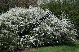 Braut-Spierstrauch, Spitzblättriger Spierstrauch, Spiraea arguta, Spiraea x arguta Kauf von 06700_spiraea_arguta_img_7666.jpg