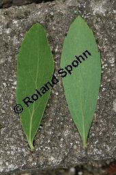 Braut-Spierstrauch, Spitzblättriger Spierstrauch, Spiraea arguta, Spiraea x arguta Kauf von 06700_spiraea_arguta_img_9401.jpg