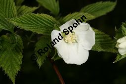 Jabukistrauch, Scheinkerrie, Kaimastrauch, Rhodotypos scandens Kauf von 06702_rhodotypos_scandens_img_7589.jpg