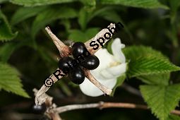 Jabukistrauch, Scheinkerrie, Kaimastrauch, Rhodotypos scandens Kauf von 06702_rhodotypos_scandens_img_7591.jpg