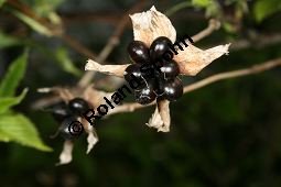 Jabukistrauch, Scheinkerrie, Kaimastrauch, Rhodotypos scandens Kauf von 06702_rhodotypos_scandens_img_7592.jpg