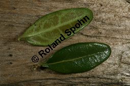 Immergrüne Strauch-Heckenkirsche 'Elegant', Lonicera nitida 'Elegant' Kauf von 06704_lonicera_nitida_elegant_img_7654.jpg