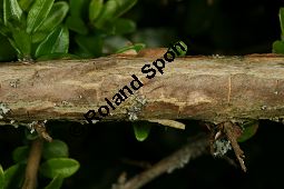 Immergrüne Strauch-Heckenkirsche 'Elegant', Lonicera nitida 'Elegant' Kauf von 06704_lonicera_nitida_elegant_img_7663.jpg