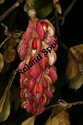 Tulpen-Magnolie 'Grace McDade', Magnolia soulangiana 'Grace McDade' Kauf von 06706_magnolia_soulangiana_grace_mcdade_img_0496.jpg