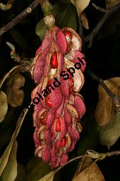 Tulpen-Magnolie 'Grace McDade', Magnolia soulangiana 'Grace McDade' Kauf von 06706_magnolia_soulangiana_grace_mcdade_img_0497.jpg