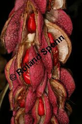 Tulpen-Magnolie 'Grace McDade', Magnolia soulangiana 'Grace McDade' Kauf von 06706_magnolia_soulangiana_grace_mcdade_img_0498.jpg