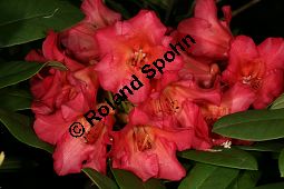 Rhododendron-Hybride 'Vorwerk Abendsonne', Rhododendron Kauf von 06712_rhododendron_hybride_vorwerkabendsonne_img_8365.jpg