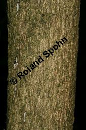 Rhododendron-Hybride 'Boule de Neige', Großblumiger Rhododendron 'Boule de Neige', Rhododendron Kauf von 06713_rhododendron_hybride_bouledeneige_img_8360.jpg