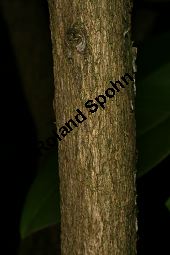 Rhododendron-Hybride 'Boule de Neige', Großblumiger Rhododendron 'Boule de Neige', Rhododendron Kauf von 06713_rhododendron_hybride_bouledeneige_img_8361.jpg
