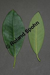 Rhododendron-Hybride 'Boule de Neige', Großblumiger Rhododendron 'Boule de Neige', Rhododendron Kauf von 06713_rhododendron_hybride_bouledeneige_img_8362.jpg