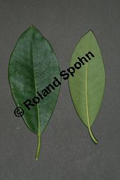 Rhododendron-Hybride 'Boule de Neige', Großblumiger Rhododendron 'Boule de Neige', Rhododendron Kauf von 06713_rhododendron_hybride_bouledeneige_img_8363.jpg