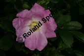 Zimt-Rosen-Kreuzung, Mai-Rosen-Kreuzung, Rosa majalis Kreuzung Kauf von 06718_rosa_majalis_kreuzung_img_8790.jpg