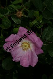 Zimt-Rosen-Kreuzung, Mai-Rosen-Kreuzung, Rosa majalis Kreuzung Kauf von 06718_rosa_majalis_kreuzung_img_8791.jpg