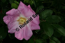 Zimt-Rosen-Kreuzung, Mai-Rosen-Kreuzung, Rosa majalis Kreuzung Kauf von 06718_rosa_majalis_kreuzung_img_8793.jpg