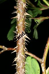 Zimt-Rosen-Kreuzung, Mai-Rosen-Kreuzung, Rosa majalis Kreuzung Kauf von 06718_rosa_majalis_kreuzung_img_8794.jpg