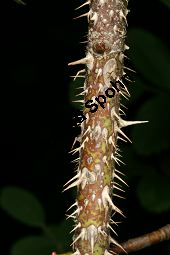 Zimt-Rosen-Kreuzung, Mai-Rosen-Kreuzung, Rosa majalis Kreuzung Kauf von 06718_rosa_majalis_kreuzung_img_8795.jpg