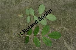 Zimt-Rosen-Kreuzung, Mai-Rosen-Kreuzung, Rosa majalis Kreuzung Kauf von 06718_rosa_majalis_kreuzung_img_8796.jpg