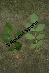 Zimt-Rosen-Kreuzung, Mai-Rosen-Kreuzung, Rosa majalis Kreuzung Kauf von 06718_rosa_majalis_kreuzung_img_8797.jpg